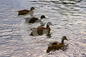 Four ducks are swimming together at a pond