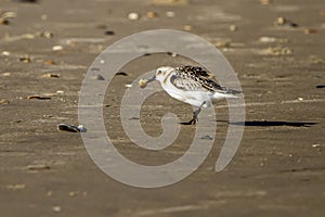 A semipalmated sand piper eating sand crab on the shore