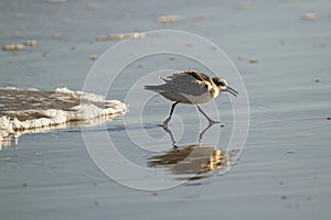 A semipalmated sand piper on the shore