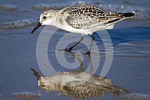 A semipalmated sand piper on the beach