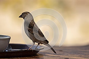 Close up isolated image of a wild sparrow landing on the rim of a breakfast plate