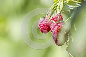 Close-up of isolated lit by summer sun growing branch of beautiful ripe red juicy raspberries with fresh green leaves on bright l