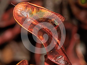Tiny Long-Legged Fly on a Croton Leaf