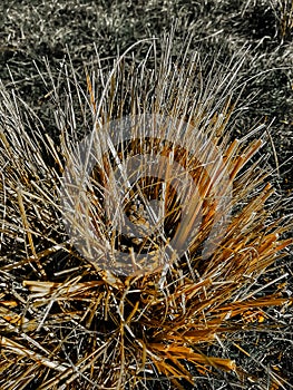 close-up on a isolated pinecone hidden in grass