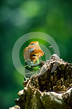 Orange and green lizard on a tree. Ella, Sri Lanka. beautiful green bokeh with light in the background