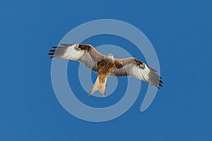 Close-up isolated red kite milvus milvus flying in blue sky