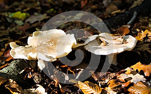 Close up of isolated shiny milk-white brittlegill mushroom fungus russula delica illuminated by natural autumn sun between