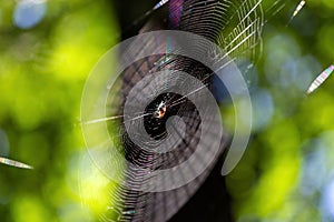 Close up isolated spider web