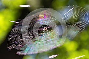 Close up isolated spider web