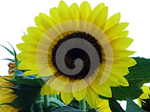 Close-up of isolated sunflower blossom Heliantus annuus