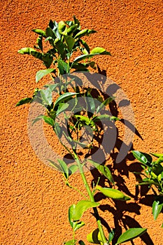 Close up of isolated twig of citrus tree with green leaves in bright sunshine throwing shadows on orange colored stone wall -