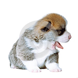 Close up isolated yawning Pembroke welsh corgi puppy dog with open mouth and tongue sticking out, sitting on white view
