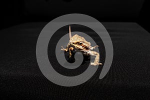 Close-up of an isolated yellow colorful bearded dragon