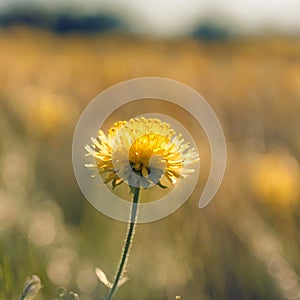Close-up of isolated yellow wild flower on natural background.