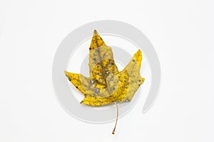 Close-up of an isolated yellowish leaf that has fallen from a tree in the fall