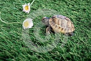 Close up of an isolated young hermann turtle on a synthetic grass with daisyflower