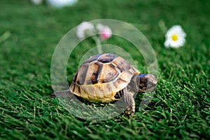 Close up of an isolated young hermann turtle on a synthetic grass with daisyflower