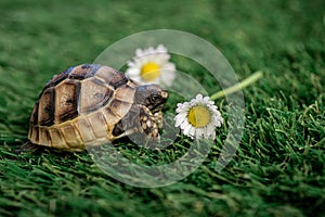 Close up of an isolated young hermann turtle on a synthetic grass with daisyflower