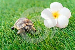 Close up of an isolated young hermann turtle on a synthetic grass with frangipani flower