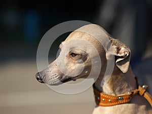 Close up of an Italian Greyhound, Piccolo Levriero Italiano