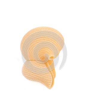 Close up of Italian pasta shells.