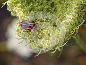 Close-up of italian striped bug on the wild carrot flower Daucus carota