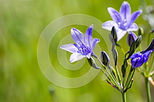 Close up of Ithuriel's spear (Triteleia laxa) blooming on the hills of south San Francisco bay area, Santa Clara county,