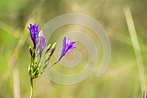 Close up of Ithuriel's spear (Triteleia laxa) blooming on the hills of south San Francisco bay area, Santa Clara county,