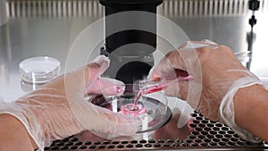 Close-up of the IVF procedure. An embryologist wearing protective gloves drips the medium from a plastic test tube into a Petri