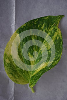 Close up Ivory betel leaf and some small leaves which are typical tropical plants and are very aesthetic for home interiors