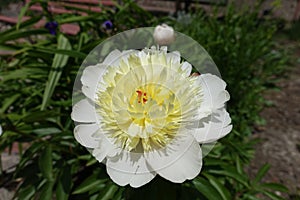 Close up of ivory flower of Paeonia officinalis