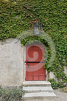 Close up of ivy growing on wall with door