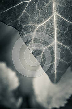 Close up of ivy leaf venation, half leaf in black and white