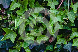 A close up of ivy leaves with water droplets on them