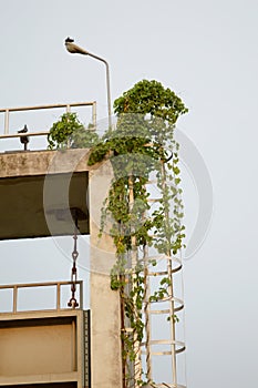 Ivy on safety metal ladder to terrace