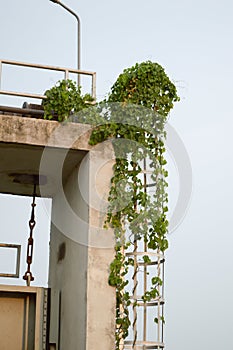 Ivy on safety metal ladder to terrace