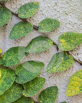 Close Up of Ivy On White Wall