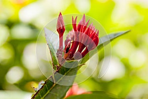 Close up Ixora flower in the garden