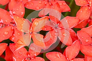 Close up Ixora Red spike flower
