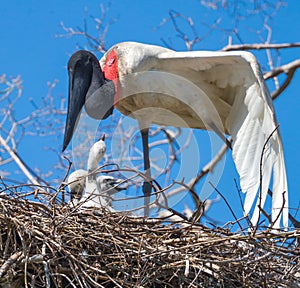 Close up of Jabiru stock feeding chick