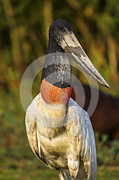 Close-up of Jabiru stork, Pantanal, Brazil