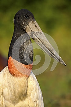 Close-up of Jabiru stork, Pantanal, Brazil