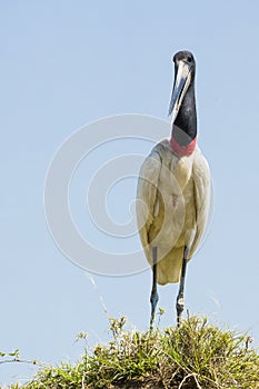 Close-up of Jabiru Stork Standing on Grassy Mound