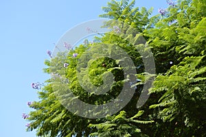 Close-up of Jacaranda fern tree branches with purple flowers on blue sky background, Jacaranda Mimosifolia