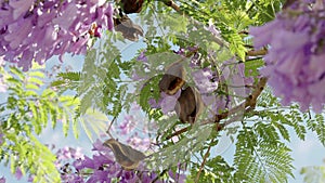 close up of jacaranda seed pods and flowers at grafton