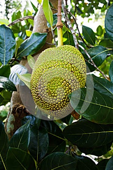 A close up of a jack fruit hanging from a tree