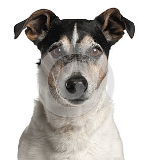 Close-up of Jack Russell Terrier, 12 years old
