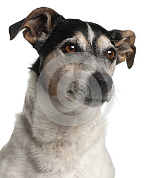 Close-up of Jack Russell Terrier, 12 years old