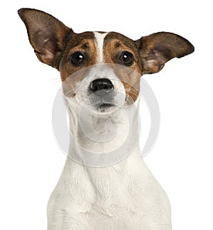 Close-up of Jack Russell Terrier