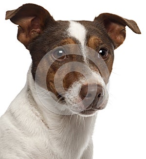 Close-up of Jack Russell Terrier, 3 years old